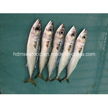 Bqf Fresh Mackerel Fish